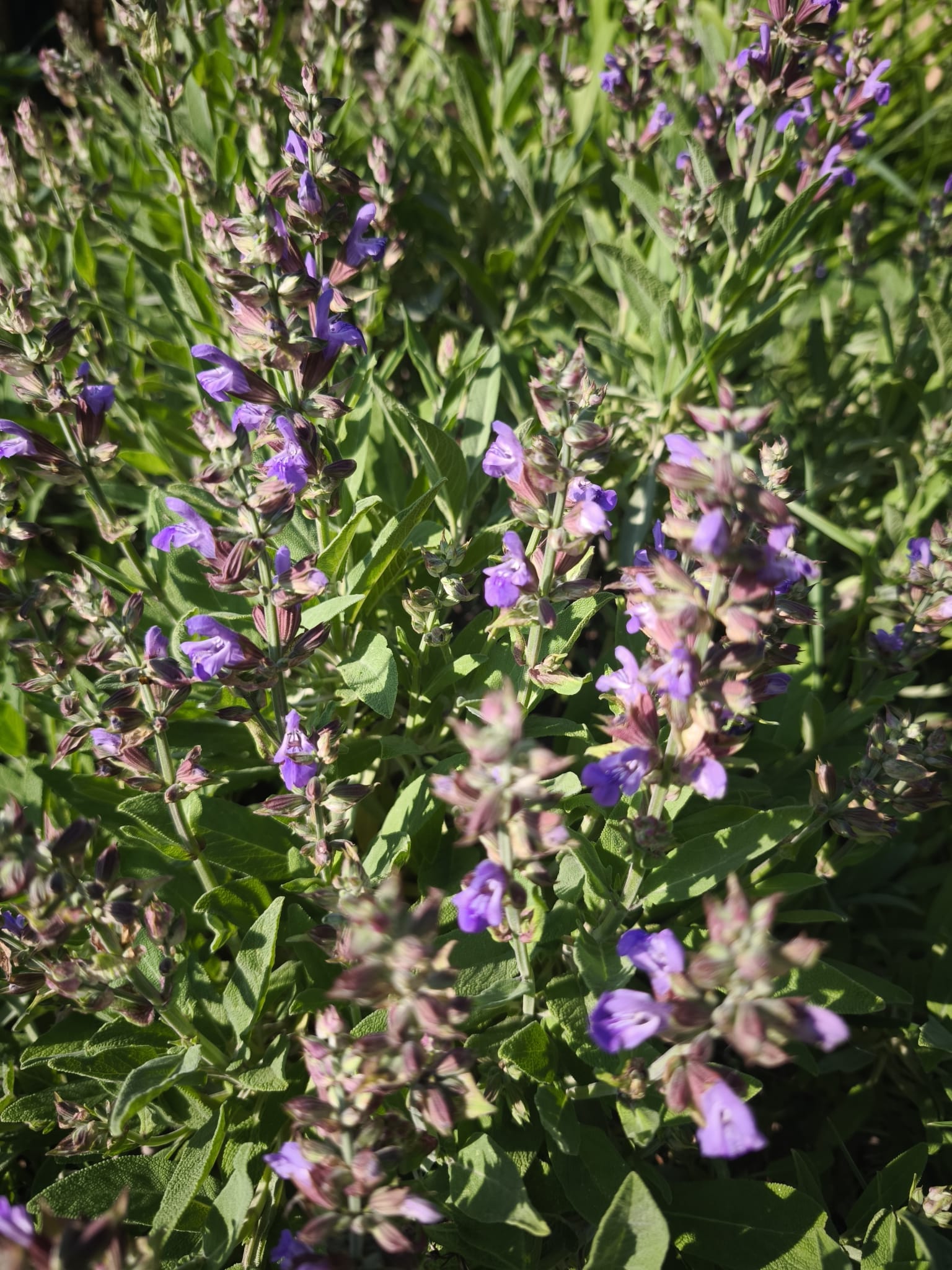 Salbei blühend 3